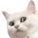 <:cat_nani:1544727258705428490>