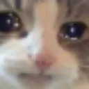 :catcry: