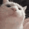 BE_CatJam animated Discord emote | Aeris