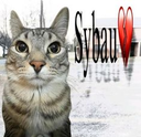 A close-up of a tabby cat with wide, intense eyes next to a red heart symbol.