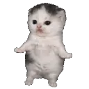 catwiggle