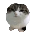 catseal