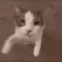 kiss_cat
