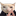 :cat: