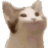 kooricat Discord Emoji | Peekaaboo