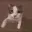 catkissgif