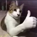 Like_cat