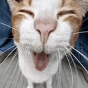 catleluoi0 custom emote - Reality Awaits