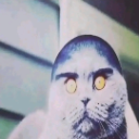 A cat with glowing yellow eyes stares directly forward with an intense, unsettling expression.