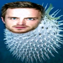 A human face with a neutral expression superimposed onto a white, spiky, inflated pufferfish against a blue background.