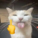 :CatLewfuc2: