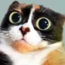 :ogo: