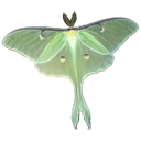 luna_moth custom emote - frog pond