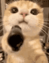 A fluffy orange cat holding a black handgun with a serious expression.