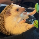 cute_ahh_hedgehog