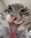 Freakycat