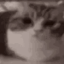 274_catplosion animated Discord emote | (っ◔◡◔)っ ˖ ݁᯽˖ the gulag ˖᯽ ݁˖