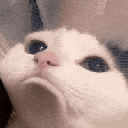 Crying_cat Discord emoji