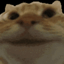 931545catnod animated emote - axshxsoon
