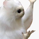 A fluffy white creature with a human-like face gesturing with its hands in confusion.
