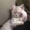 z_asabi Discord sticker - °❀⋆.ೃ࿔*:Cool Cats･°❀⋆.ೃ࿔*:･