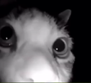 catlurk Discord Emoji - °❀⋆.ೃ࿔*:Cool Cats･°❀⋆.ೃ࿔*:･