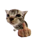 cat_middlefinger Discord Emoji - °❀⋆.ೃ࿔*:Cool Cats･°❀⋆.ೃ࿔*:･
