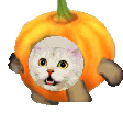 pumpkincat animated GIF emoji - °❀⋆.ೃ࿔*:Cool Cats･°❀⋆.ೃ࿔*:･