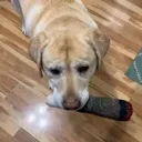 arloe_blunt