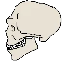 Homo_lauresiensis_skull