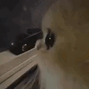 :catsideeye: