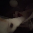 Cat paw reaching forward in a blurry, low-light close-up shot.