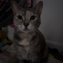 A gray cat staring intensely with a serious expression in a dimly lit room.