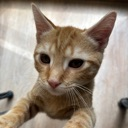 A close-up of a ginger kitten with large eyes looking inquisitively at the camera.