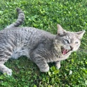 A gray tabby cat with its mouth wide open in a loud meow while standing in green grass.