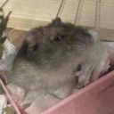 A gray hamster squinting its eyes with a judgmental and suspicious expression while resting in a pink container.