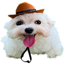 doggy_hat Discord Emoji | ᴊᴀᴋᴇ’ꜱ ᴄᴏᴜɴᴛʏ ᴊᴀɪʟ
