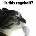 Cat resting its chin on its paw in a thoughtful pose with the text is this ragebait? above it.
