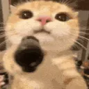 13catgun