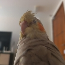 A cockatiel stares directly at the camera with a suspicious and judgmental expression.