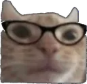 :Acat_nerdy: