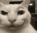emoji_41 animated Discord emote from °❀⋆.ೃ࿔*:Cool Cats･°❀⋆.ೃ࿔*:･