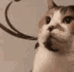 1_emoji_488 animated Discord emote - ⊹ ࣪ ˖𝗘𝘁𝗲𝗿𝗻𝗮𝗹𝗠𝗶𝘀𝗲𝗿𝘆⊹ ࣪ ˖