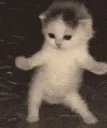 z_BAILECITO