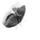gothicbutterfly