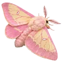 0001_pink_moth