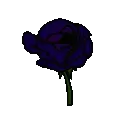 Royalpurple