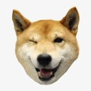 Shiba Inu dog winking and smiling with a mischievous expression.
