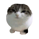 cat8 custom emote from 𝓢𝓮𝓻𝓮𝓷𝓭𝓲𝓹𝓲𝓽𝔂 🖤⃝🤍