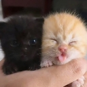 A black kitten and a ginger kitten with its tongue out being held in a hand.